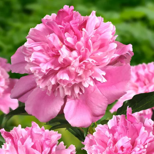 Kétszínű, telt virágú bazsarózsa - Paeonia lactiflora ‘Bouquet Perfect’
