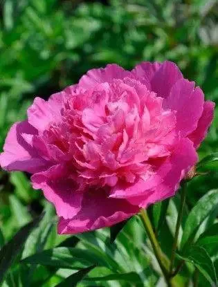Kétszínű, telt virágú bazsarózsa - Paeonia lactiflora ‘Bouquet Perfect’
