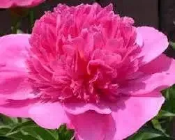 Kétszínű, telt virágú bazsarózsa - Paeonia lactiflora ‘Bouquet Perfect’