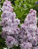 Orgona - Syringa vulgaris "Michel Buchner"