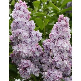 Orgona - Syringa vulgaris "Michel Buchner"