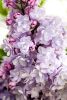 Orgona - Syringa vulgaris "Michel Buchner"