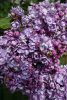 Orgona - Syringa vulgaris "Michel Buchner"