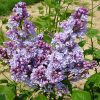 Orgona - Syringa vulgaris "Michel Buchner"