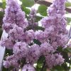 Orgona - Syringa vulgaris "Michel Buchner"