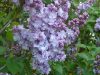 Orgona - Syringa vulgaris "Michel Buchner"