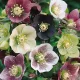 Keleti hunyor - Helleborus orientalis