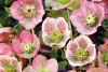 Keleti hunyor - Helleborus orientalis
