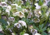 Keleti hunyor - Helleborus orientalis