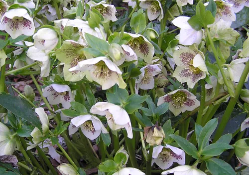 Keleti hunyor - Helleborus orientalis