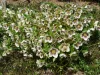 Keleti hunyor - Helleborus orientalis