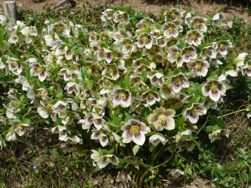 Keleti hunyor - Helleborus orientalis