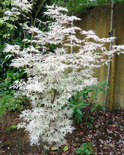 Japán juhar - Acer palmatum "Ukigumo"