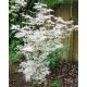 Japán juhar - Acer palmatum "Ukigumo"