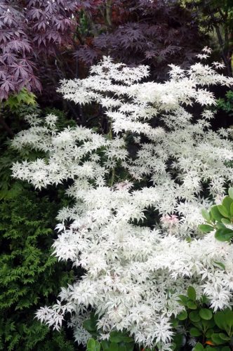 Japán juhar - Acer palmatum "Ukigumo"
