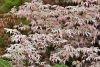 Japán juhar - Acer palmatum "Ukigumo"
