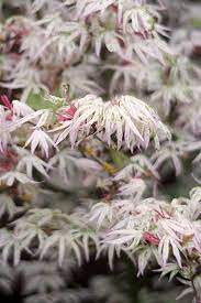 Japán juhar - Acer palmatum "Ukigumo"