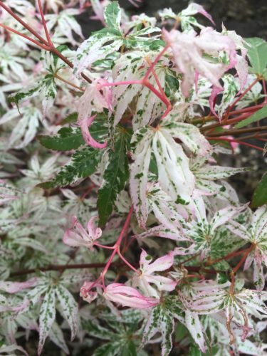 Japán juhar - Acer palmatum "Ukigumo"