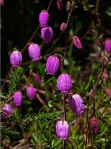 Ír hanga - Deboecia cantabrica "Purpurea"