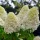 Bugás Hortenzia  - Hydrangea Paniculata - Phantom 