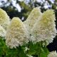 Bugás Hortenzia  - Hydrangea Paniculata - Phantom - Cs14