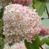 Bugás Hortenzia  - Hydrangea Paniculata - Phantom - Cs14