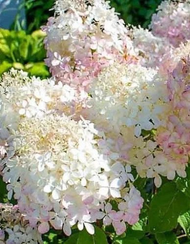 Bugás Hortenzia  - Hydrangea Paniculata - Phantom - Cs14