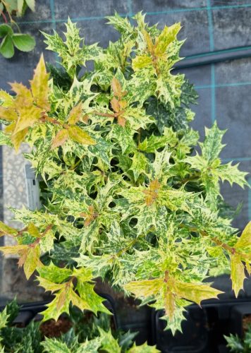 Tarkalevelű illatvirág - Osmanthus heterophyllus 'Goshiki' 