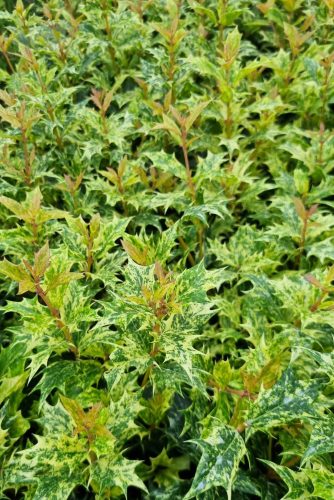 Tarkalevelű illatvirág - Osmanthus heterophyllus 'Goshiki' 