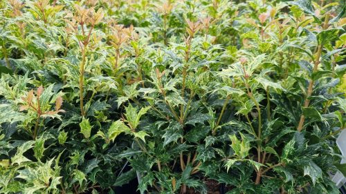 Tarkalevelű illatvirág - Osmanthus heterophyllus 'Goshiki' 