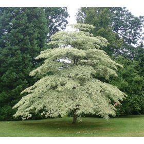 Óriássom - Cornus controversa