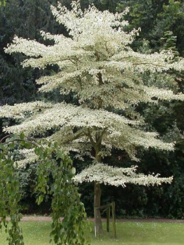 Óriássom - Cornus controversa