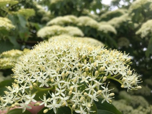 Óriássom - Cornus controversa