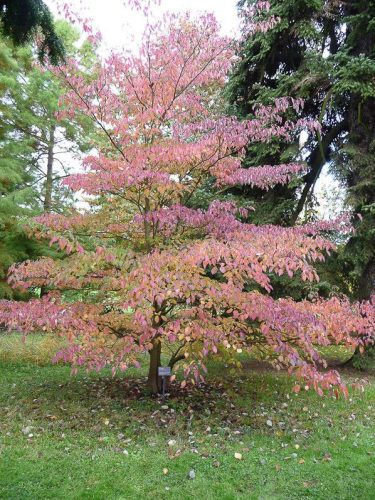 Óriássom - Cornus controversa