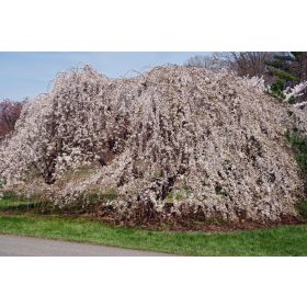 Csöngő jedoi díszcseresznye - Prunus × yedoensis ‘Ivensii’
