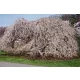 Csöngő jedoi díszcseresznye - Prunus × yedoensis ‘Ivensii’