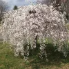 Csöngő jedoi díszcseresznye - Prunus × yedoensis ‘Ivensii’