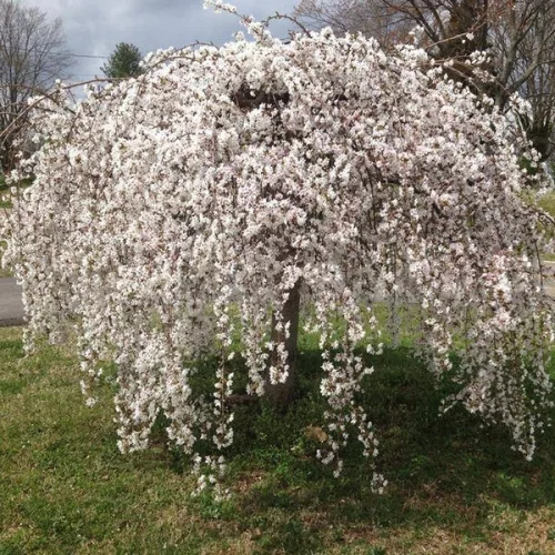 Csöngő jedoi díszcseresznye - Prunus × yedoensis ‘Ivensii’