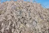 Csöngő jedoi díszcseresznye - Prunus × yedoensis ‘Ivensii’