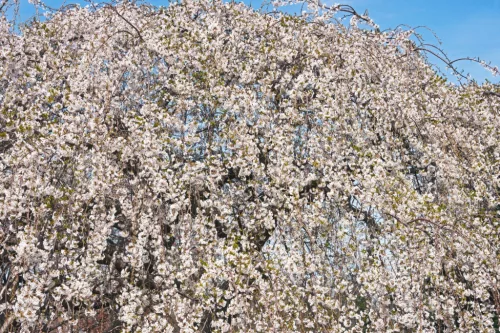 Csöngő jedoi díszcseresznye - Prunus × yedoensis ‘Ivensii’