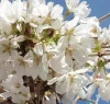 Csöngő jedoi díszcseresznye - Prunus × yedoensis ‘Ivensii’