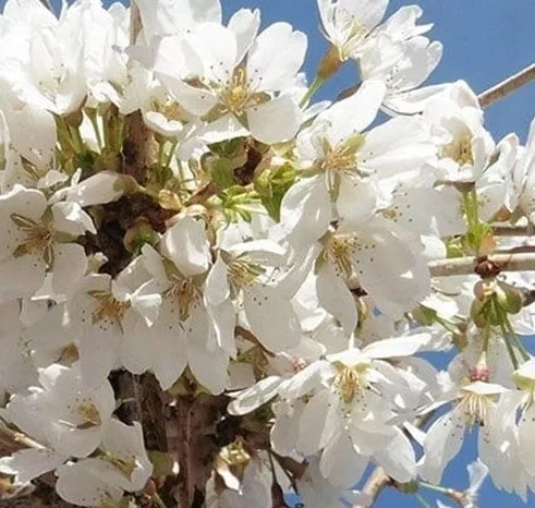 Csöngő jedoi díszcseresznye - Prunus × yedoensis ‘Ivensii’