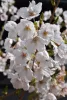 Csöngő jedoi díszcseresznye - Prunus × yedoensis ‘Ivensii’