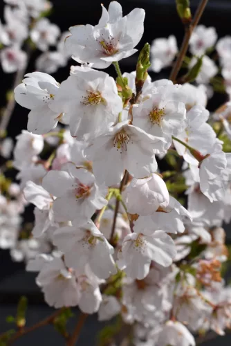 Csöngő jedoi díszcseresznye - Prunus × yedoensis ‘Ivensii’
