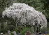 Csöngő jedoi díszcseresznye - Prunus × yedoensis ‘Ivensii’