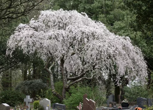 Csöngő jedoi díszcseresznye - Prunus × yedoensis ‘Ivensii’