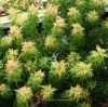 Japán juhar - Acer palmatum "Kotohime"