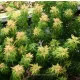 Japán juhar - Acer palmatum "Kotohime"