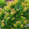 Japán juhar - Acer palmatum "Kotohime"