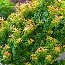 Japán juhar - Acer palmatum "Kotohime"